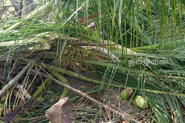 காட்டு யானைகள் அட்டகாசம்! 33 தென்னை மரங்கள் நாசம் | Wild Elephants Rampage 33 Coconut Trees Destroyed
