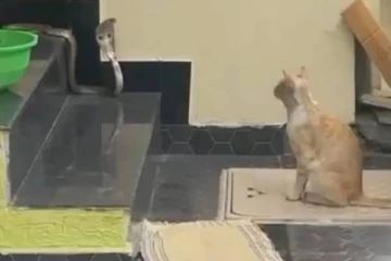 ''போனா.. என்ன தாண்டி தான் போகணும்'' வீட்டிற்குள் நுழைய முயன்ற பாம்பை தடுத்து நிறுத்திய பூனை (வீடியோ)