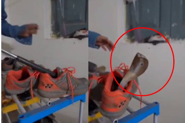 ஷூவுக்குள் இருந்து திடீரென்று படமெடுத்த நாக பாம்பு - பேரதிர்ச்சியில் உறைந்த பெண்மணி | Viral Snake Video