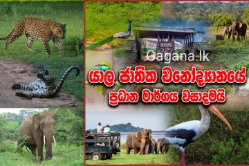 යාල ජාතික වනෝද්‍යානයේ ප්‍රධාන මාර්ගය හදිසියේම වසාදමයි..හේතුව මෙන්න.(VIDEO)