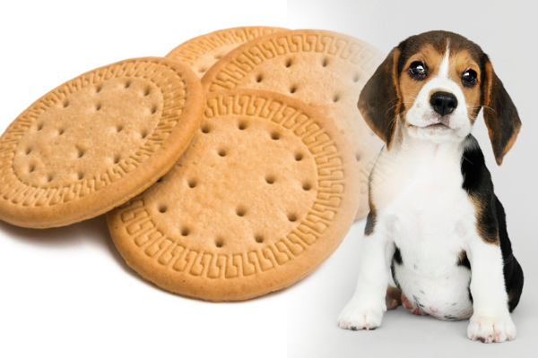 biscuit