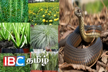 பாம்புகள் வீட்டு பக்கம் வராமல் இருக்க என்ன செய்ய வேண்டும்..!