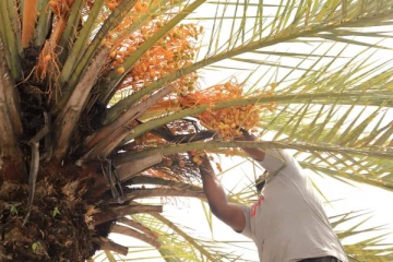 காத்தான்குடியில் பேரீச்சம்பழ அறுவடை - கிழக்கு ஆளுநர் தலைமையில் ஆரம்ப நிகழ்வு