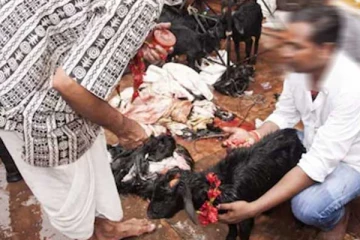 நேர்த்திக்கடனில் ஆட்டை பிடித்துக் கொண்டிருந்த நபரின் தலை துண்டான பரிதாபம்! பரபரப்பை ஏற்படுத்திய அதிர்ச்சி