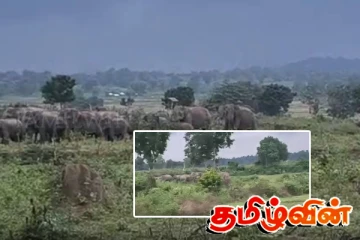 மட்டக்களப்பில் பட்டி பட்டியாக ஒதுங்கும் நூற்றுக்கணக்கான யானைகள் - அச்சத்தில் ம்ககள்