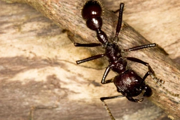 எறும்பின் உடலில் ரத்தம் இருக்கிறதா?