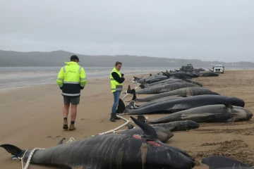நியூஸிலந்தில் மீண்டும் கரையொதுங்கிய பெரும் எண்ணிகையிலான திமிங்கிலங்கள்