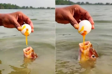 Viral video: நீரில் நீந்தியபடி முட்டை குடிக்கும் மீன்- ரியலாக எடுக்கப்பட்ட Video