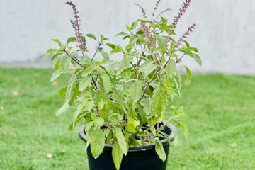 Tulsi: துளசி செடியினை யாரெல்லாம் வணங்கக்கூடாது? துரதிர்ஷ்டம் ஏற்படுமாம்