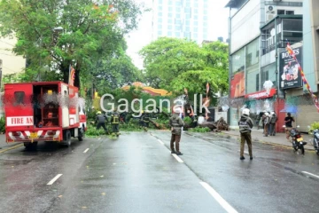 විශාල පිරිසක් ගමන් කරන ප්‍රධාන මාර්ගයකට විශාල ගසක් කඩා වැටෙයි.(PHOTOS)
