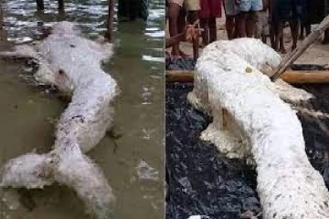 கடலில் அடித்துவரப்பட்டது கடற்கன்னியா...! குழப்பத்தில் நிபுணர்கள்