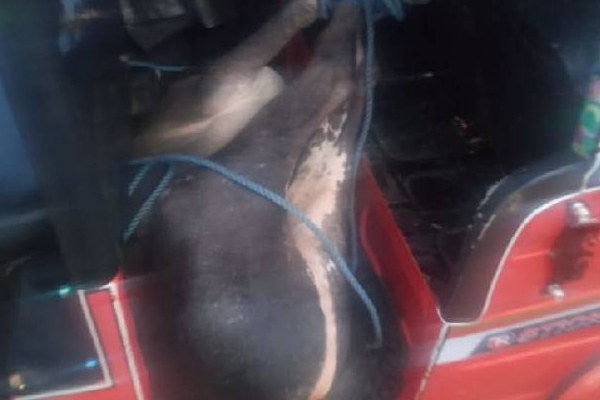 பொலிஸாருக்கு கிடைத்த இரகசிய தகவல்: வசமாக சிக்கிய நபர் | Vaddukoddai Suspect Took Cow Auto Police Arrested
