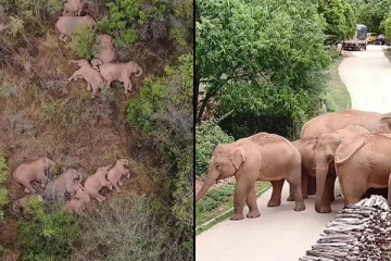 400 பொலிசார் 120 வாகனங்கள் ஒரு மில்லியன் பவுண்டுகள் நஷ்டம்... பின்னணியில் ஒரு யானைக்கூட்டம்: உலகின் கவனம் ஈர்த்துள்ள ஒரு செய்தி