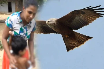 சிறுவனை தூக்கி செல்ல முயன்ற இராட்சத பருந்து!அச்சத்தில் பிரதேச மக்கள்