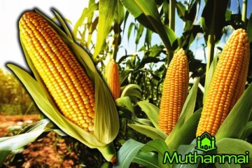 சோள இறக்குமதி குறித்து அராங்கத்தின் முக்கிய தீர்மானம்