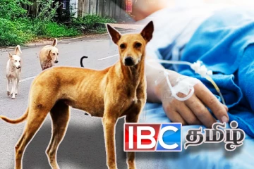 சம்மாந்துறையில் நாயினால் ஏழு பேர் வைத்தியசாலையில் அனுமதி