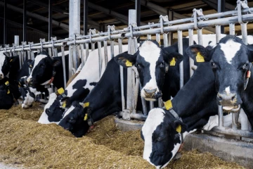 அமெரிக்காவில் 18 ஆயிரம் மாடுகள் தீயில் கருகி பரிதாப உயிரிழப்பு!