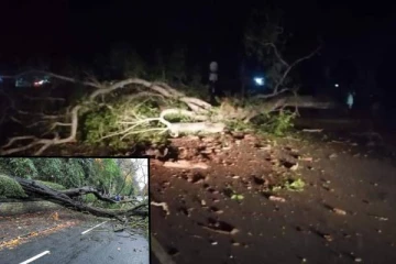 வவுனியாவில் வீதியில் முறிந்து விழுந்த பாரிய மரம்..!