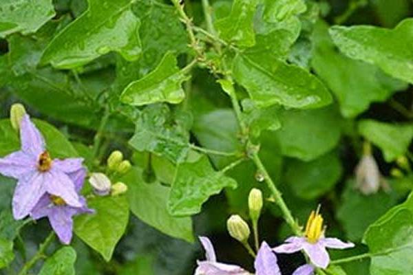 சளி, இருமலுக்கு உடனே முடிவு கட்டும் தூதுவளை! எப்படி பயன்படுத்துவது? | Amazing Health Benefits Of Thoothuvalai