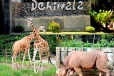 பல வருடங்களாக இலங்கை மக்களை மகிழ்வித்த ஒட்டகசிவிங்கி உயிரிழப்பு - இறக்கும் தருவாயில் செய்த சாதனை