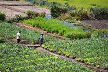 மரக்கறி தோட்டத்தில் புதைத்து வைக்கப்பட்ட ஆபத்தான பொருள் ; இரகசிய தகவலால் சிக்கிய நபர்