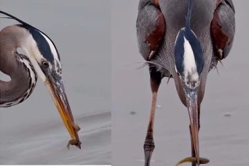 Viral Video: பொறுமையாக இருந்த நாரைக்கு கிடைத்த மீன் வேட்டை... வைரலாகும் காட்சி