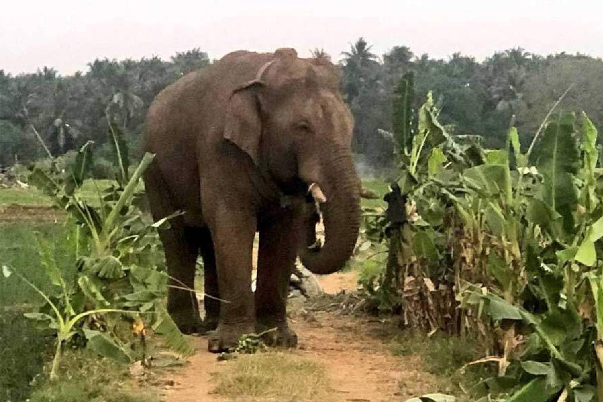 காட்டு யானை அட்டகாசம்: சுவர் இடிந்து விழுந்து விவசாயி படுகாயம் | Wild Elephant Attack Farmer Seriously Injured