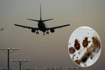 வானூர்தியில் படுக்கைப் பூச்சிகள் ; பயணச் சேவை இரத்து