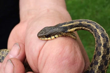 பாம்பு கடித்தால் உடனே இதை செய்யுங்கள்! எச்சரிக்கை