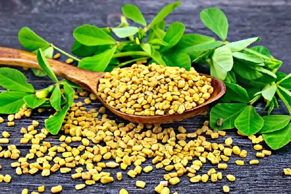 வாழ்நாள் முழுவதும் சர்க்கரை நோய் நெருங்காமல் இருக்கணுமா? தினமும் இதை செய்திடுங்க | Fenugreek Diabetes Patient Benefits In Tamil