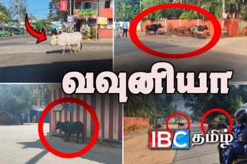 வீதிகளில் விபத்துக்களை ஏற்படுத்தும் கால்நடைகள்: மக்கள் கடும் விசனம்