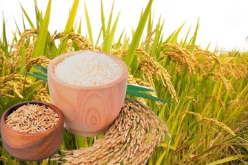 கீரி சம்பா செய்கையை விரிவுபடுத்த திட்டம் : முன்னெடுக்கப்படவுள்ள நடவடிக்கை