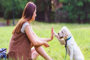 நாய்க்குட்டிகள் மத்தியில் பரவும் கொடிய சுவாச நோய்! விடுக்கப்பட்டுள்ள அவசர எச்சரிக்கை