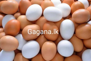 බිත්තර සම්බන්ධයෙන් විශේෂ තීරණයක් ගනී..මිල පහළ යයි?