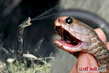 விஷத்தை துப்பும் நாகப்பாம்பு! ஏன் இப்படி செய்துன்னு உங்களுக்கு தெரியுமா?