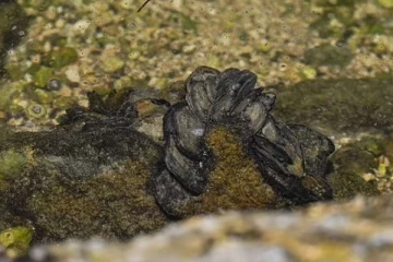 கனேடிய கடல் உணவு ஒன்றின் மூலம் பரவும் வைரஸ்: அதிகாரிகள் விடுத்துள்ள எச்சரிக்கை