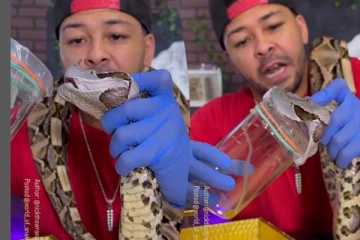 பாம்பின் விஷத்தை எப்படி எடுக்கிறாங்கனு பாருங்க... புல்லரிக்க வைக்கும் காட்சி