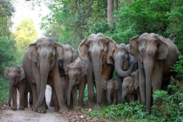 இலங்கை யானைகளுக்கு ஏற்பட்டுள்ள மோசமான நிலை! | 225 Wild Elephants Have Died This Year
