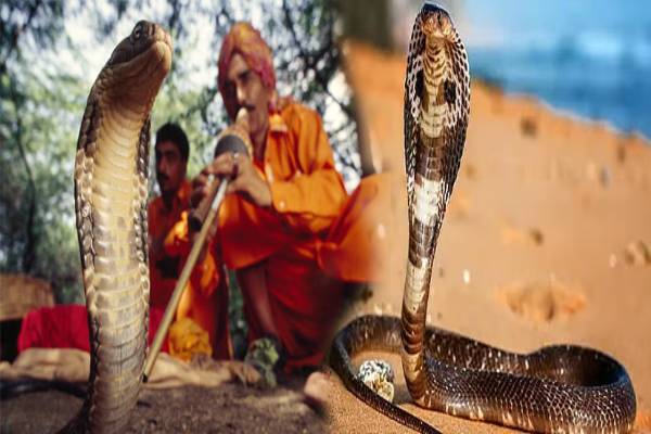 மகுடி இசைக்கு பாம்பு நடனமாடுமா? உண்மை என்ன? | What Does Snake Charming Do To The Snake மகுடி இசைக்கு பாம்பு நடனமாடுமா? உண்மை என்ன? | What Does Snake Charming Do To The Snake
