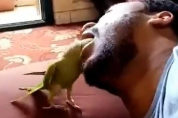 கிளியின் முழு தலையையும் விழுங்கிய நபர்! அடுத்த நொடியோ காத்திருக்கும் திருப்பம்... !