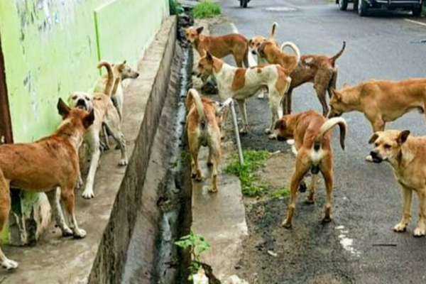பௌர்ணமி தினத்தன்று விஷம் கொடுத்து கொல்லப்பட்ட நாய்கள்! பொலிஸார் விசாரணை | Dogs Killed By Poison