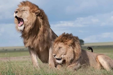 14 வயது சிறுமியை கடித்துக் கொன்ற சிங்கம்: பீதியில் உள்ளூர் பொதுமக்கள்!