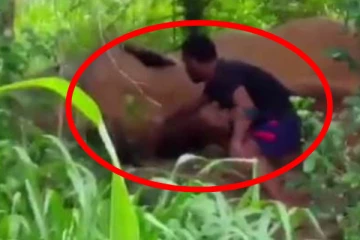 காட்டு யானையை தொட்டவருக்கு சிக்கல்!