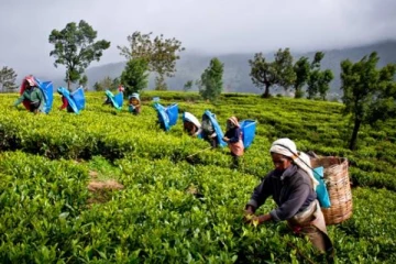 பெருந்தோட்டத் தொழிலாளர்களுக்கு மகிழ்ச்சியான தகவல்!