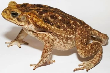 தவளையால் பறிபோன உயிர்