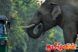 கந்தளாய் பகுதியில் காட்டு யானைகளின் அட்டகாசம்