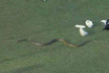 கிரிக்கெட் மைதானத்திற்குள் திடீரென நுழைந்த பாம்பினால் குழப்பம்