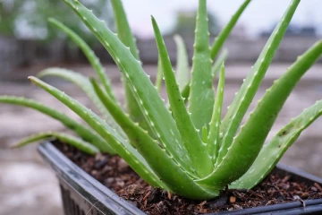 வாஸ்து: வீட்டில் கற்றாழை செடியை இப்படி நட்டால் துன்பம் வருமாம்!