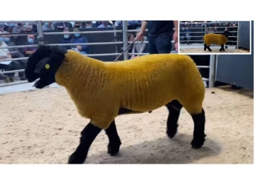 ஒரு கோடி ரூபாய்க்கு விற்கப்பட்ட ஆடு! என்ன காரணம் தெரியுமா? வைரலாகும் வீடியோ