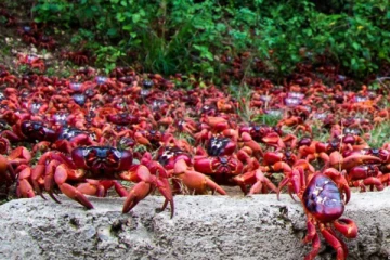 கிறிஸ்மஸ் தீவில் படையெடுத்துள்ள பல்லாயிர கணக்கான செந்நிற நண்டுகள் (VIDEO)